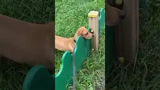 Прогулка с Понтиком 😆