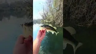 Bass Fishing Success The Old School Way #catchandrelease #bassfishing #oldschool #worms #fishing