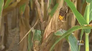 Damascus Farmer Alleges Someone Poisoning His Crops