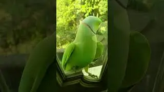 bird #birds #birdsofinstagram #birdgang #birdwatching #instabird #instabirds @aihashta