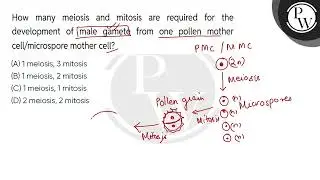 How many meiosis and mitosis are required for the development of male gamete from one pollen mot....