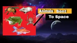 10 animals that have been to space| ALL IN ONE Tv |