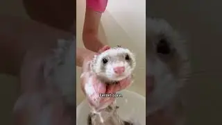 Ferrets seem like such unserious animals.#ferret #pet #petlover #funny #core #foryou