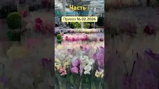 Привоз орхидей 16 февраля 2026 Материк Минск. Часть 1. #orchid #обзорорхидей #привозорхидей #орхидея