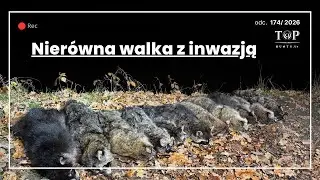 Polowanie na IGO  - czy wygramy z gatunkiem obcym?