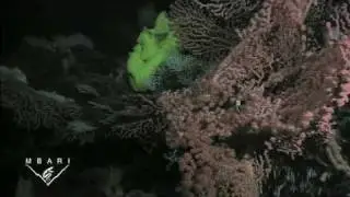 Davidson Seamount: The Biology of an Underwater Mountain