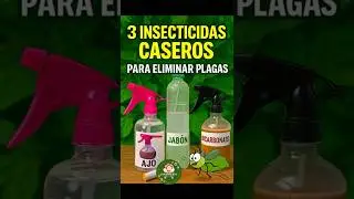 🚫🐛 3 Insecticidas Caseros para Eliminar Plagas F&aacute;cil y R&aacute;pido👩&zwj;🌾