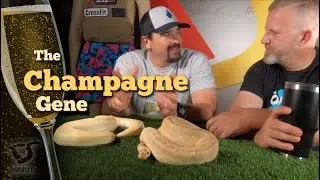 The Champagne Gene! Ball Python Breeding - DsBalls.com