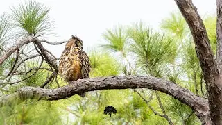 Great Horned Owls Swinging in the Breeze | St. Marks National Wildlife Refuge 2024