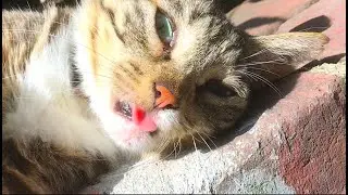 Cat Tongue Out - Silly Looking Cat