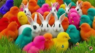 Tangkap Ayam Lucu, ayam warna warni, ayam rainbow, kelinci lucu, bebek lucu, ikan koi, Hewan Lucu