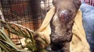 Victorian Bushfires Animal and Wildlife Victims - Donate to the RSPCA