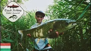 Lov amurů pomocí rákosu - [HD] Czech Fishing: Grass Carp with Common Reed