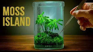 Building 3 Miniature Ecosystems 🌱 Moss Island, Jewel Orchid & Carnivorous Terrarium