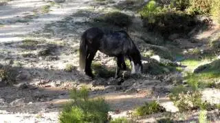 Free Living Horses at National Park Peneda Ger&ecirc;s (Portugal) - Part3