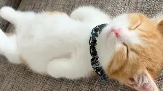 Cute Animals for When You Are Feeling Down