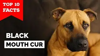 Black Mouth Cur - Top 10 Facts