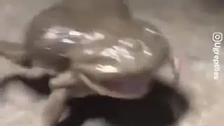Жаба бежит и орёт