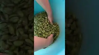 Preparazione Olive schiacciate (Calabria)