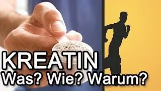 Kreatin /Creatin - Was? Wie? Warum?