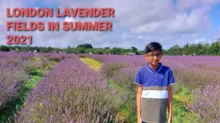 A Trip to Mayfield Lavender Fields Farm 🚜 in Summer 2021