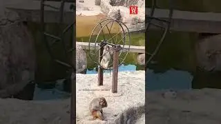 New year funny status | monkey funny video 2022 | #shorts