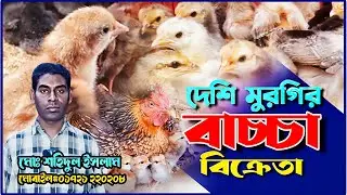 দেশি মুরগীর বাচ্চা ফুটিয়ে সফল উদ্দোক্তা শহিদুল।। দেশি মুরগীর বাচ্চার দাম জানুন। Agro Idea