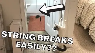 How to SET UP + My ONE Complaint About the Kalimdor Cat Toy