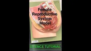 Female Reproductive System Model