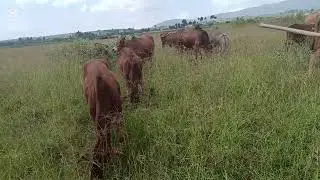 African beef marketing #indigenous beef cows that suits the local semi arid regions of African Lands