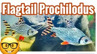 Уход и соседство с рыбой-флагхвостом (Prochilodus)