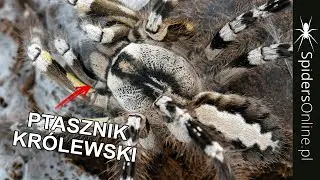 Odbieramy KOKON od Poecilotheria regalis + PROMOCJA - spidersonline.pl