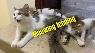mom cat feeding five cute meowing kittens! #momcat #feeding #kitten 