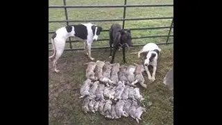 Bolting rabbits - the sheep fields
