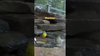 #birdingcommunity #americanholiday #birdinglife #birdslover #warbler
