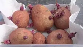 Planting Red Potatoes