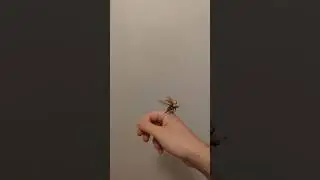 Goodbye Christmas Beetle