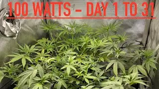 What Can 100 Watts Do? - Day 1 - 31 - First Grow - Gorilla Z Auto Flower Fast Buds - Vivosun VS1000