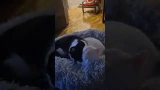 Mook & Țumpi 🐾 Așa arată liniștea