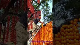 Traditional Persimmon Drying Farmers Turn Persimm