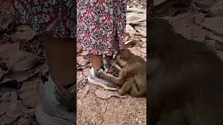 Funny Monkey at Bayon Temple, Angkor Wat 🇰🇭 #cambodia #siemreap #monkey