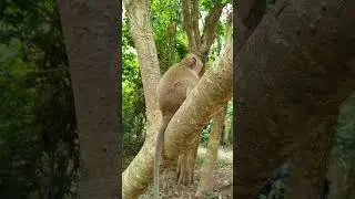 He stays on the tree #mychannel #live #youtube #animal #monkey #life #monkey #mychannel