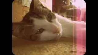 aapie  being lazy as ever