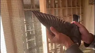 Black Diamond homer racing pigeon race played bird