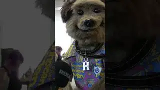 ЕСТЬ ЛИ У ВАС ЧТО-НИБУДЬ РАНЬШЕ СДЕЛАННОЕ? #bluepeter #shorts #comiccon