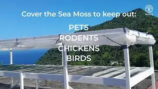 Sea Moss Production Training Video 3 Sanitation and Hygiene Practices