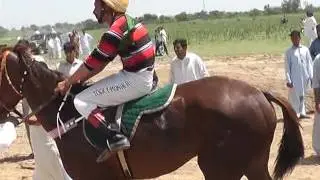 Horse Race Challay Sharif 2015 Part 1 Ch Habib Ullah | Challay Sharif, Gujrat Punjab Pakistan