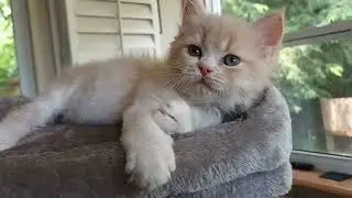 Cream and Champaign Maine Coon X Peke Face Persian Kittens!  SOLD!