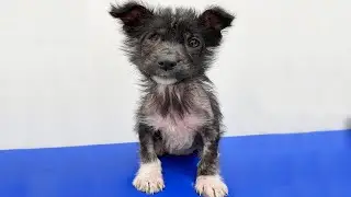 Her Belly Was Bloated Due to Worms and She Had a Severe Skin Condition