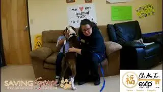 Pet of the Week - Kurt Russell (Dog)